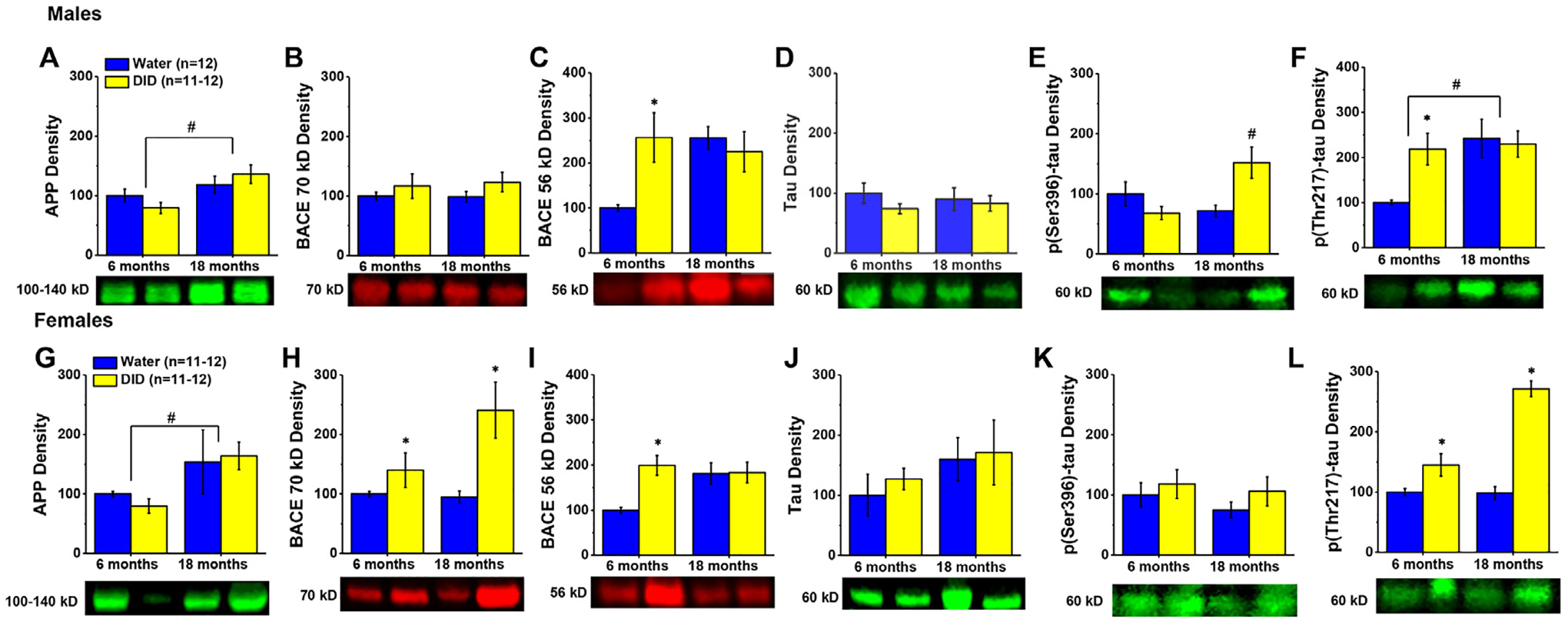 Alcohol-drinking during later life by C57BL/6J mice induces sex- and age-dependent changes in hippocampal and prefrontal cortex expression of glutamate receptors and neuropathology markers