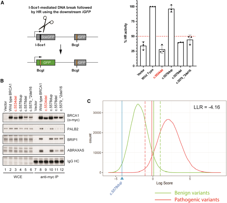 BRCA1 frameshift variants leading to extended incorrect protein C termini.