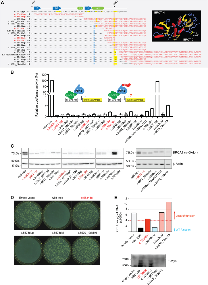 BRCA1 frameshift variants leading to extended incorrect protein C termini.