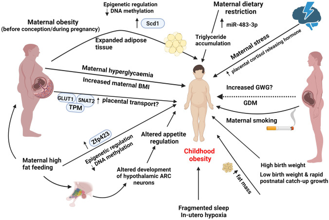 The Uterine Environment and Childhood Obesity Risk: Mechanisms and Predictions.