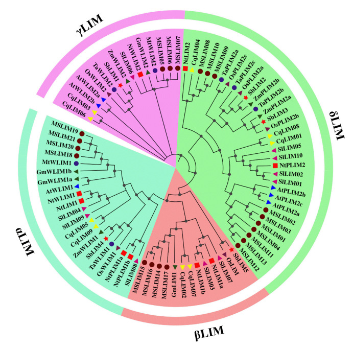 A genome‑wide approach to the systematic and comprehensive analysis of LIM gene family in sorghum (Sorghum bicolor L.).