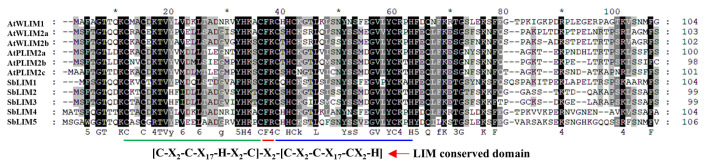 A genome‑wide approach to the systematic and comprehensive analysis of LIM gene family in sorghum (Sorghum bicolor L.).