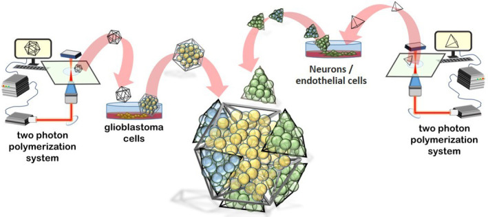 Magnetic self-assembly of 3D multicellular microscaffolds: A biomimetic brain tumor-on-a-chip for drug delivery and selectivity testing.