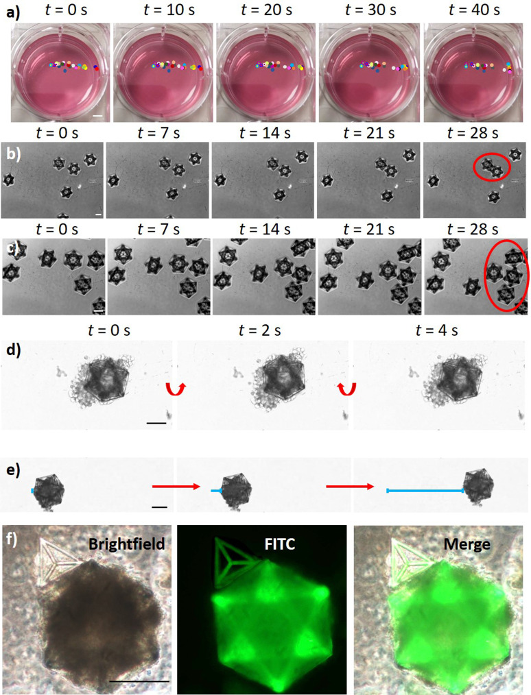 Magnetic self-assembly of 3D multicellular microscaffolds: A biomimetic brain tumor-on-a-chip for drug delivery and selectivity testing.