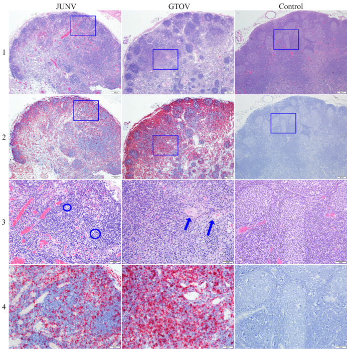 Temporal changes in pathology and viral RNA distribution in guinea pigs following separate infection with two New World Arenaviruses.