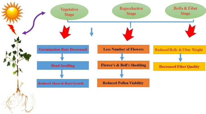 Morphological and physio-biochemical responses under heat stress in cotton: Overview