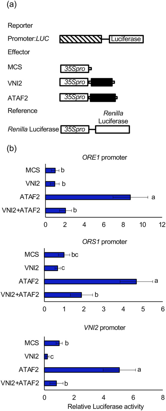 NAC domain transcription factors VNI2 and ATAF2 form protein complexes and regulate leaf senescence.