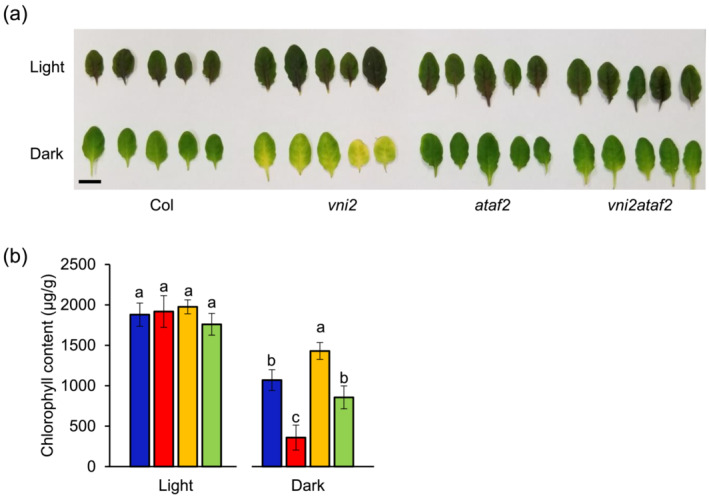 NAC domain transcription factors VNI2 and ATAF2 form protein complexes and regulate leaf senescence.