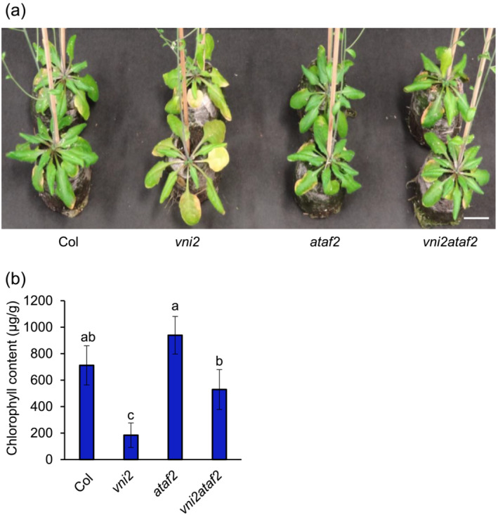 NAC domain transcription factors VNI2 and ATAF2 form protein complexes and regulate leaf senescence.