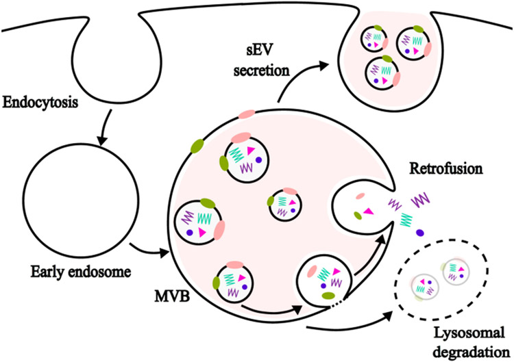 Milk-borne small extracellular vesicles: kinetics and mechanisms of transport, distribution, and elimination.