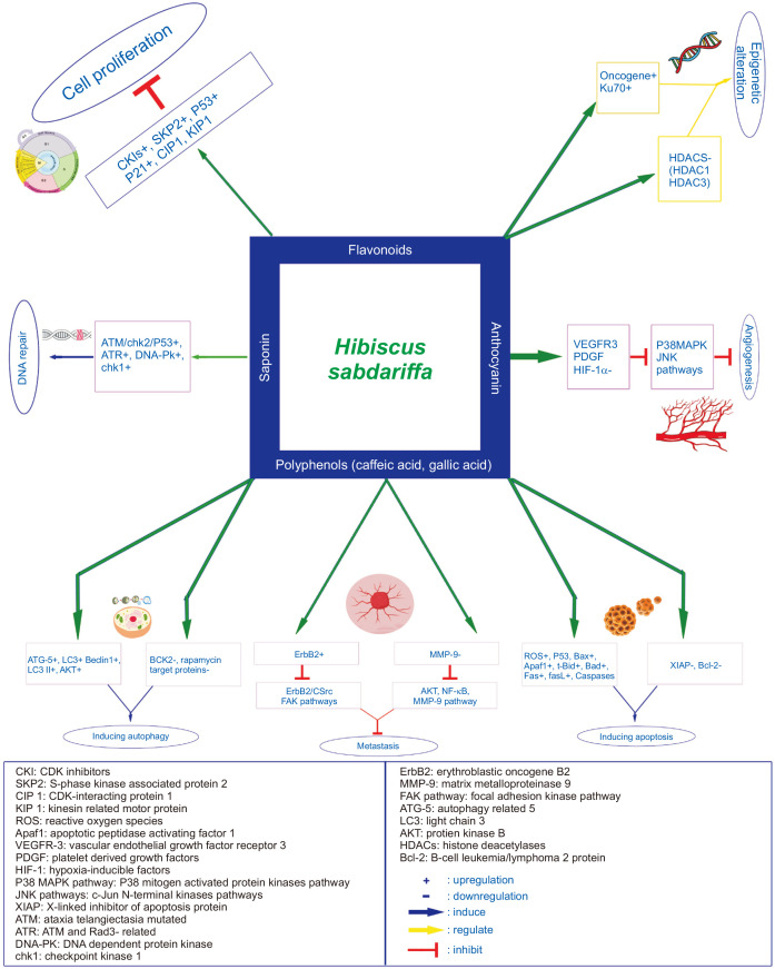 Novel Insight into the Cellular and Molecular Signalling Pathways on Cancer Preventing Effects of <i>Hibiscus sabdariffa</i>: A Review.