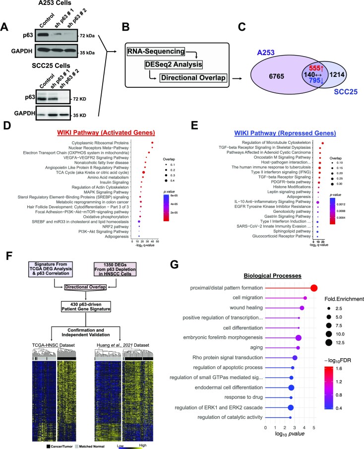 An integrated genomic approach identifies follistatin as a target of the p63-epidermal growth factor receptor oncogenic network in head and neck squamous cell carcinoma.