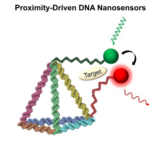 Proximity-Driven DNA Nanosensors.