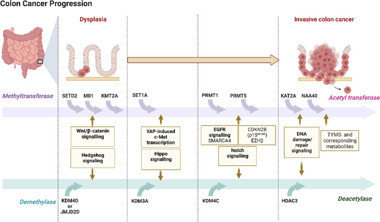 Unlocking the potential of targeting histone-modifying enzymes for treating IBD and CRC.