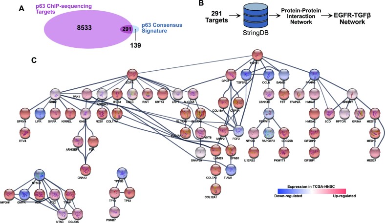 An integrated genomic approach identifies follistatin as a target of the p63-epidermal growth factor receptor oncogenic network in head and neck squamous cell carcinoma.