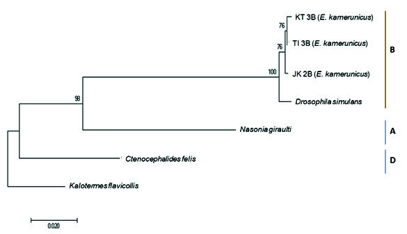 Detection and Characterisation of Endosymbiont <i>Wolbachia</i> (Rickettsiales: Anaplasmataceae) in <i>Elaeidobius kamerunicus</i> (Coleoptera: Curculionoidea), Pollinating Agent of Oil Palm, and Its Relationships between Populations.