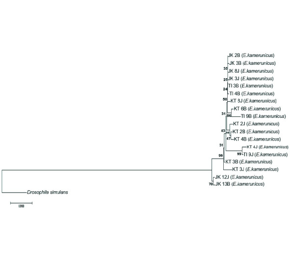 Detection and Characterisation of Endosymbiont <i>Wolbachia</i> (Rickettsiales: Anaplasmataceae) in <i>Elaeidobius kamerunicus</i> (Coleoptera: Curculionoidea), Pollinating Agent of Oil Palm, and Its Relationships between Populations.