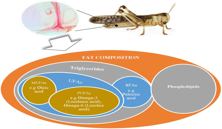 Fats and major fatty acids present in edible insects utilised as food and livestock feed