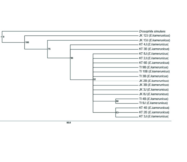 Detection and Characterisation of Endosymbiont <i>Wolbachia</i> (Rickettsiales: Anaplasmataceae) in <i>Elaeidobius kamerunicus</i> (Coleoptera: Curculionoidea), Pollinating Agent of Oil Palm, and Its Relationships between Populations.