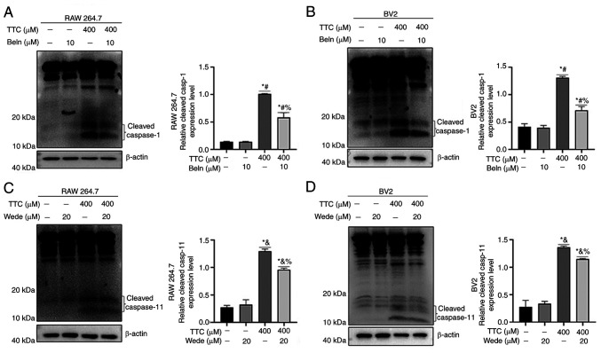 Tetracaine hydrochloride induces macrophage pyroptosis through caspase‑1/11‑GSDMD signaling pathways.