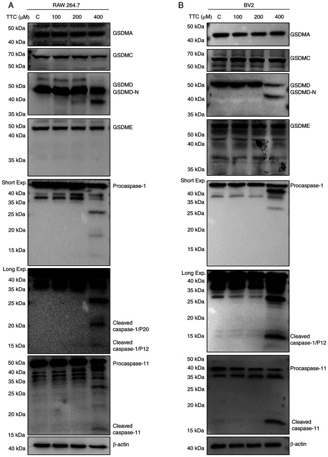 Tetracaine hydrochloride induces macrophage pyroptosis through caspase‑1/11‑GSDMD signaling pathways.