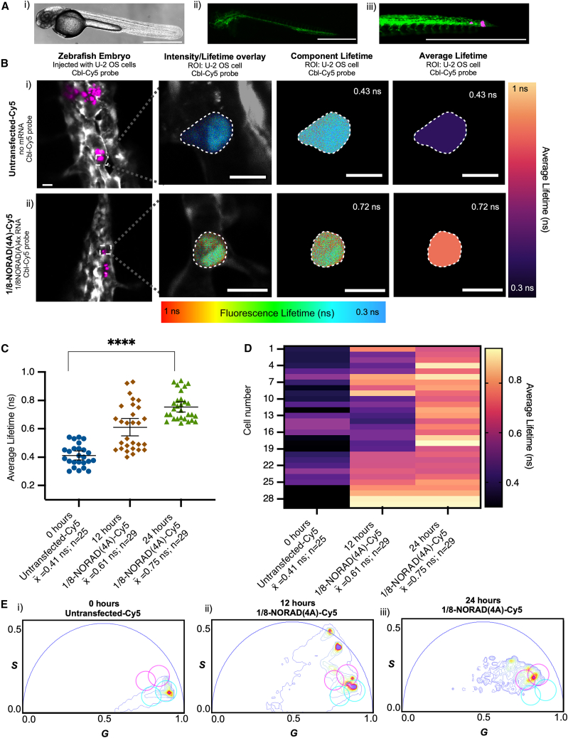 Establishing Riboglow-FLIM to visualize noncoding RNAs inside live zebrafish embryos.