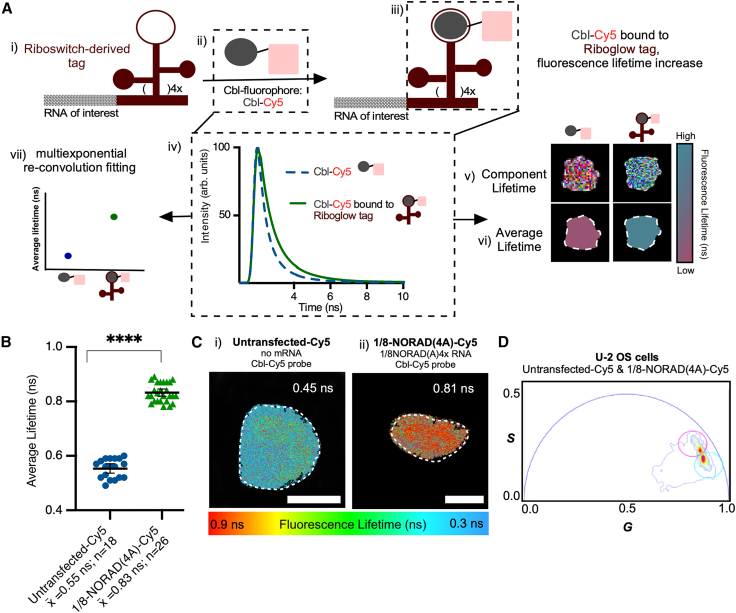 Establishing Riboglow-FLIM to visualize noncoding RNAs inside live zebrafish embryos.