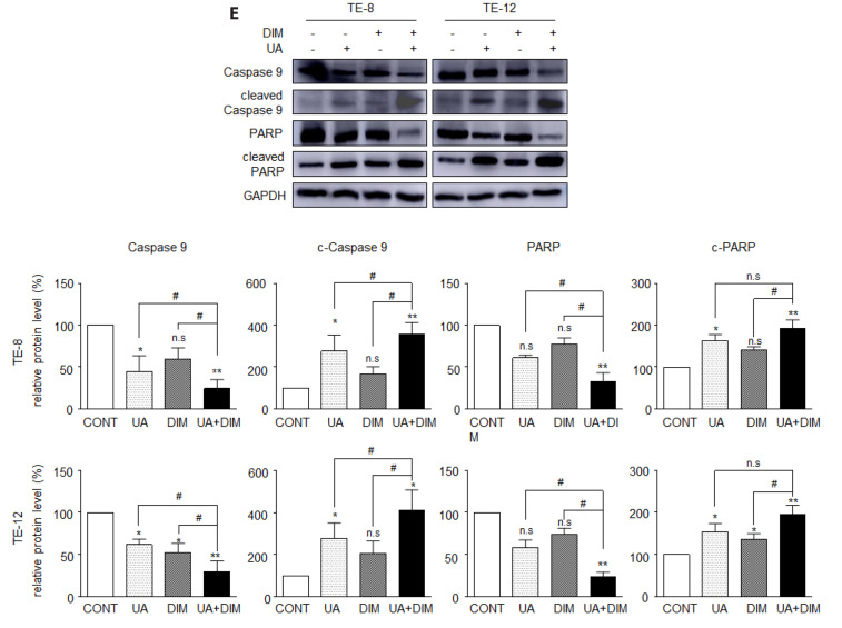 Inhibition of the interaction between Hippo/YAP and Akt signaling with ursolic acid and 3'3-diindolylmethane suppresses esophageal cancer tumorigenesis.