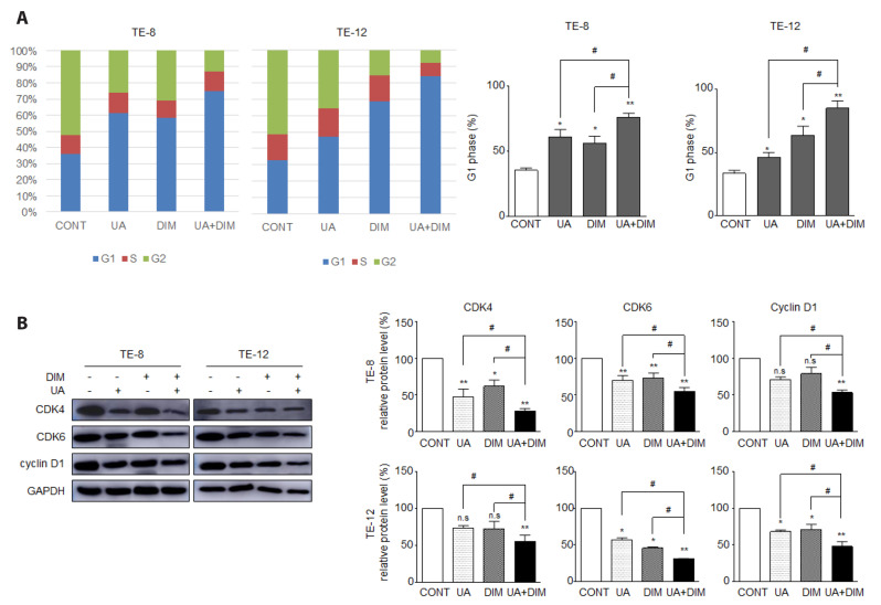 Inhibition of the interaction between Hippo/YAP and Akt signaling with ursolic acid and 3'3-diindolylmethane suppresses esophageal cancer tumorigenesis.