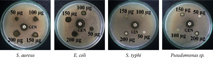 Antioxidant, Cytotoxicity, Antimicrobial Activity, and <i>In Silico</i> Analysis of the Methanolic Leaf and Flower Extracts of <i>Clitoria ternatea</i>.