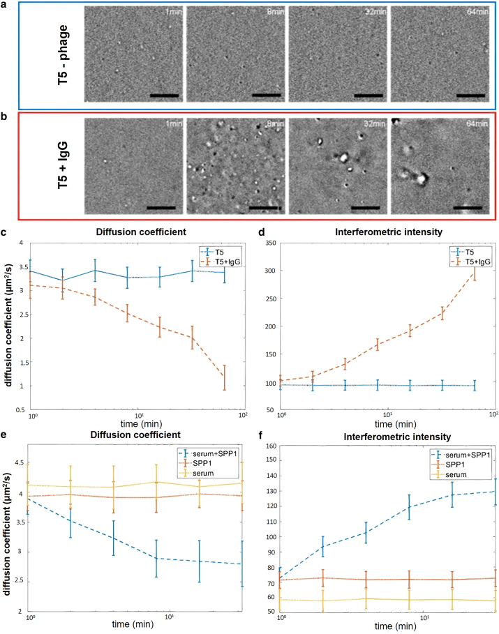 Real-time detection of virus antibody interaction by label-free common-path interferometry.