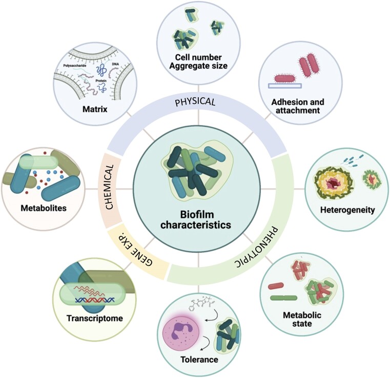 What's in a name? Characteristics of clinical biofilms.