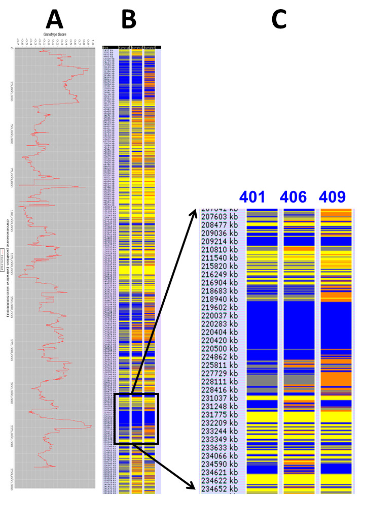 Expanding OBSL1 Mutation Phenotype: Disproportionate Short Stature, Barrel Chest, Thoracic Kyphoscoliosis, Hypogonadism, and Hypospadias.