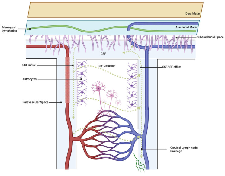 Pathophysiology, Management, and Therapeutics in Subarachnoid Hemorrhage and Delayed Cerebral Ischemia: An Overview.