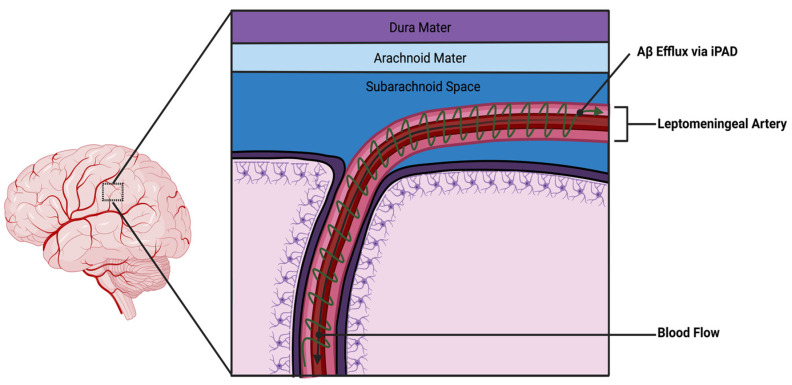 Pathophysiology, Management, and Therapeutics in Subarachnoid Hemorrhage and Delayed Cerebral Ischemia: An Overview.