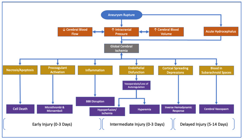 Pathophysiology, Management, and Therapeutics in Subarachnoid Hemorrhage and Delayed Cerebral Ischemia: An Overview.