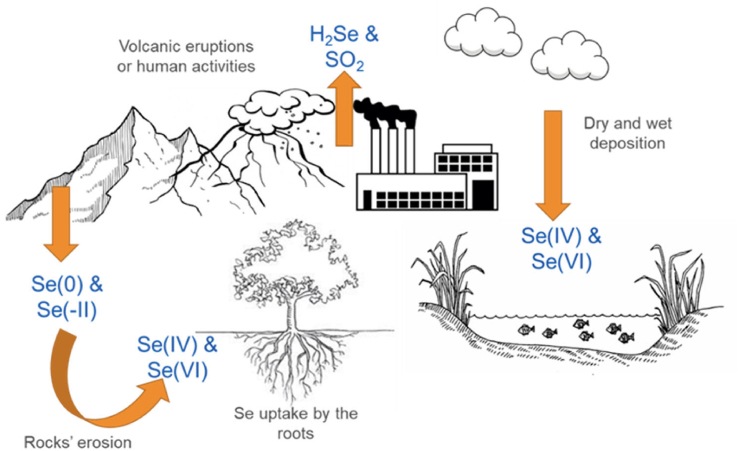 Advances in selenium supplementation: From selenium-enriched yeast to potential selenium-enriched insects, and selenium nanoparticles