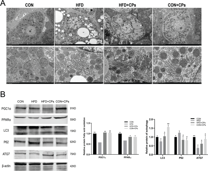 Corn peptides attenuate non-alcoholic fatty liver disease via PINK1/Parkin-mediated mitochondrial autophagy.