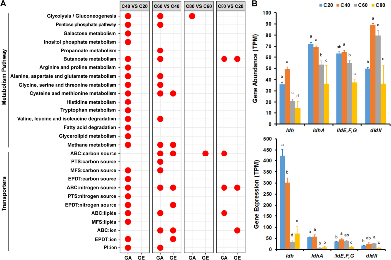 Acid tolerance of lactate-utilizing bacteria of the order Bacteroidales contributes to prevention of ruminal acidosis in goats adapted to a high-concentrate diet