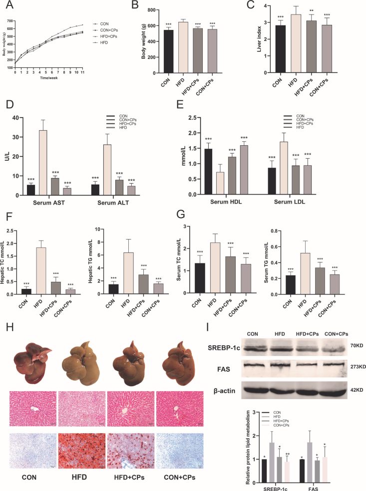 Corn peptides attenuate non-alcoholic fatty liver disease via PINK1/Parkin-mediated mitochondrial autophagy.