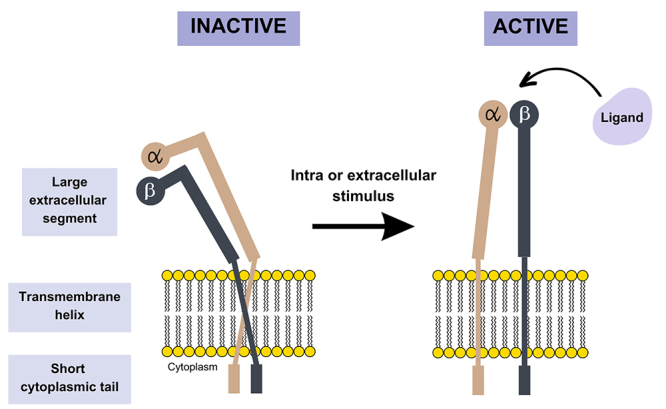 Snake venom disintegrins update: insights about new findings.