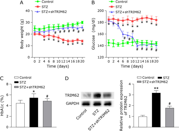 TRIM62 knockdown by inhibiting the TLR4/NF-κB pathway and NLRP3 inflammasome attenuates cognitive impairment induced by diabetes in mice.