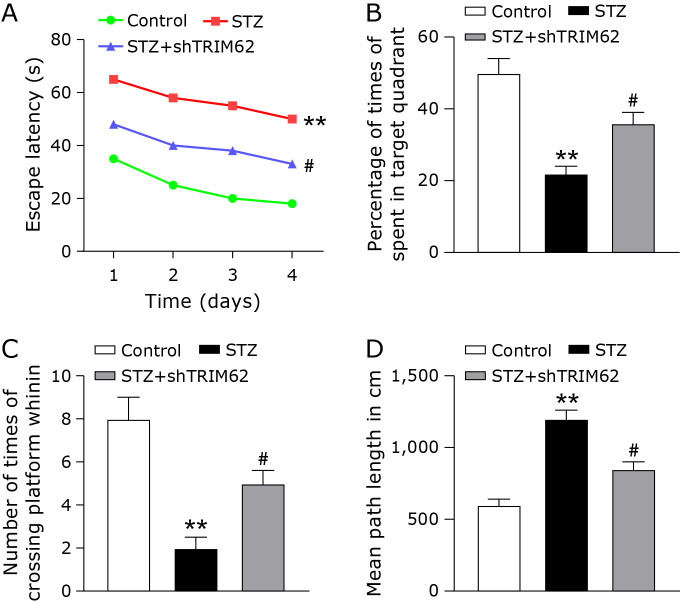 TRIM62 knockdown by inhibiting the TLR4/NF-κB pathway and NLRP3 inflammasome attenuates cognitive impairment induced by diabetes in mice.