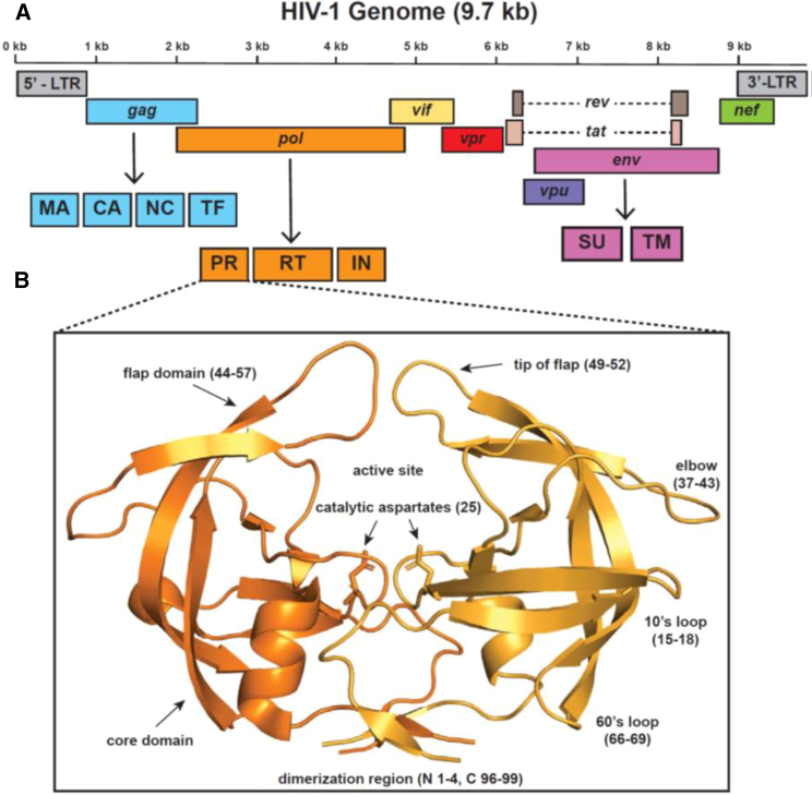 Evolution of drug resistance drives destabilization of flap region dynamics in HIV-1 protease.