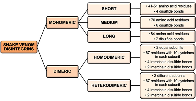 Snake venom disintegrins update: insights about new findings.