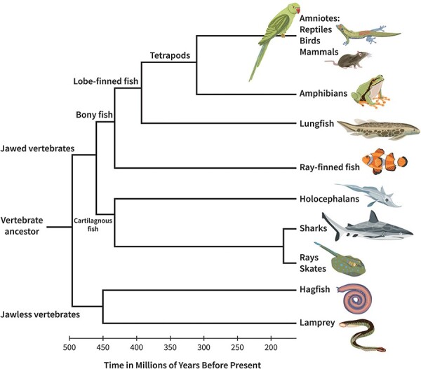 The evolutionary origins of the Global Neuronal Workspace in vertebrates.