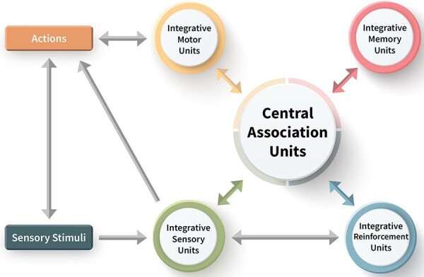 The evolutionary origins of the Global Neuronal Workspace in vertebrates.