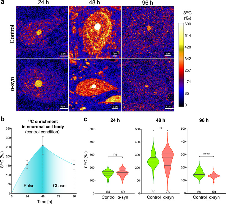 Stable isotope labeling and ultra-high-resolution NanoSIMS imaging reveal alpha-synuclein-induced changes in neuronal metabolism in vivo.