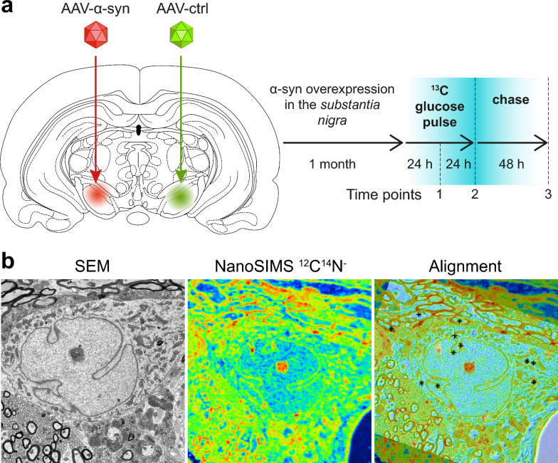 Stable isotope labeling and ultra-high-resolution NanoSIMS imaging reveal alpha-synuclein-induced changes in neuronal metabolism in vivo.