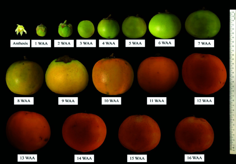 Morphometrics and Structural Changes of "Terung Asam" Sarawak (<i>Solanum lasiocarpum</i> Dunal) During Growth and Development.